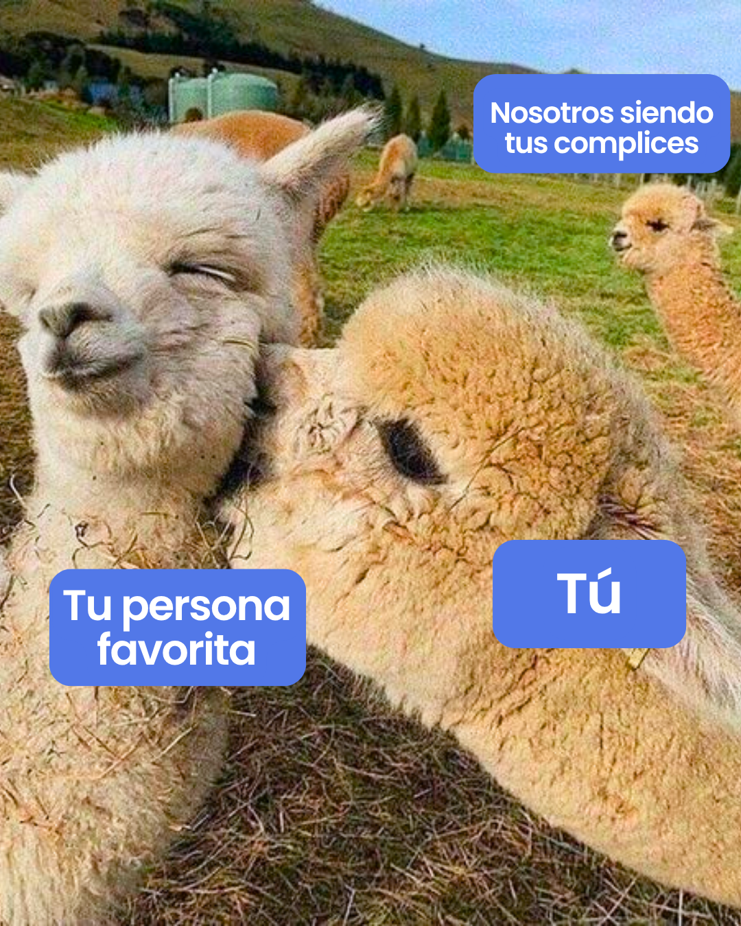 Regalos a distancia: 3 ideas para sorprender sin avisar 2