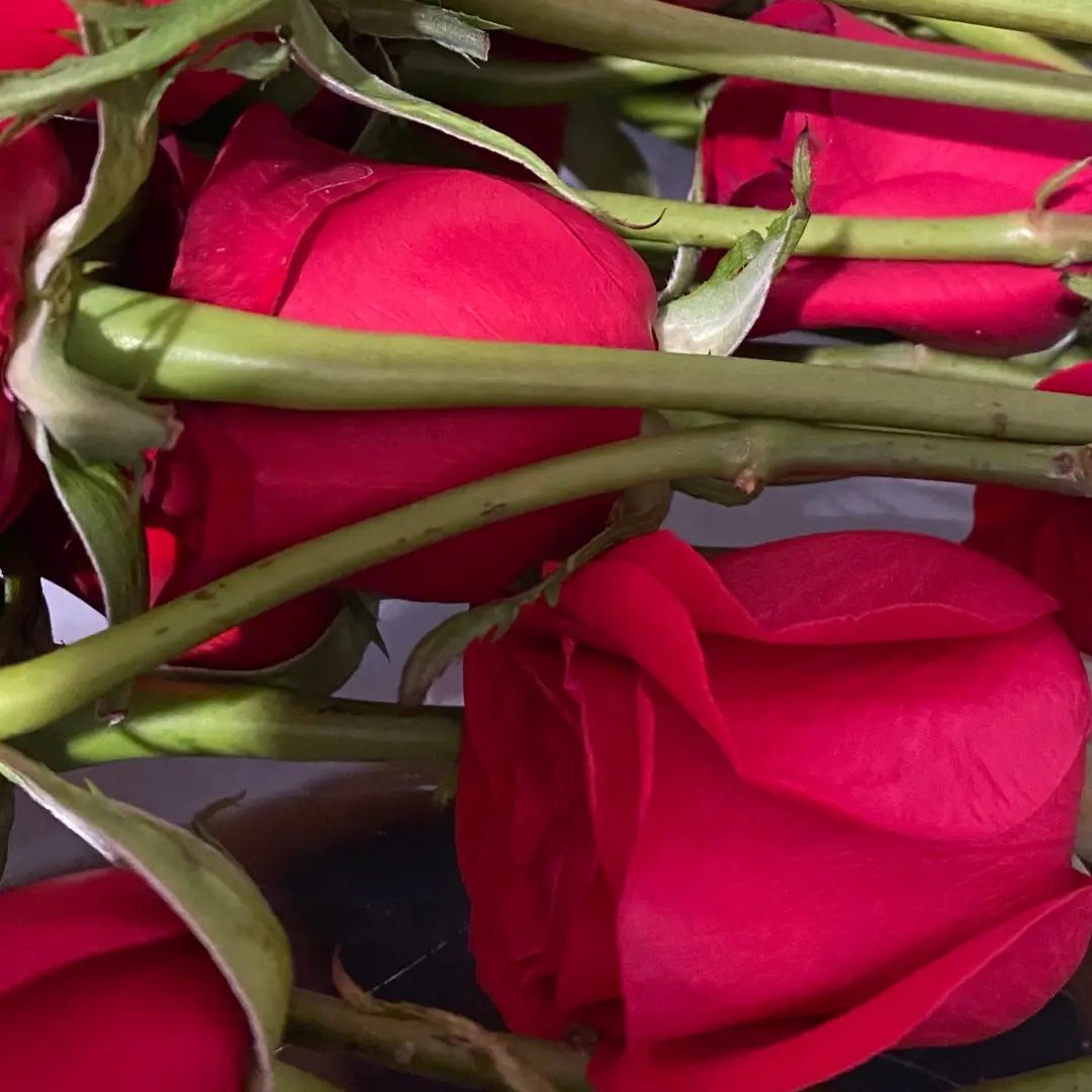 Ramo 12 Rosas Ramo 12 Rosas